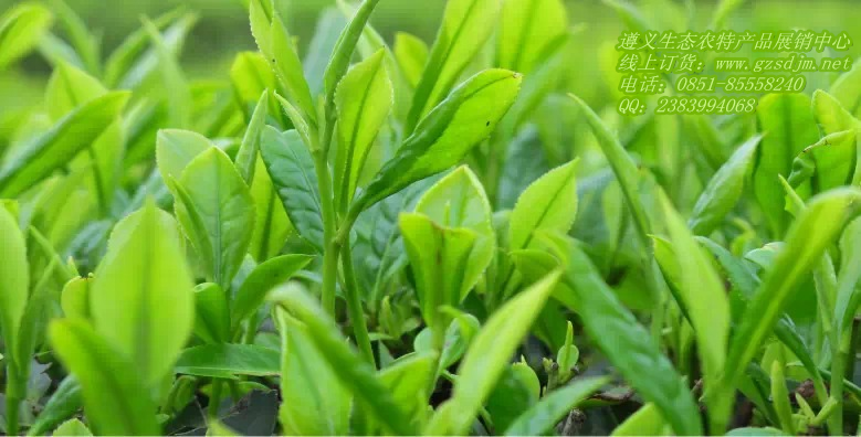 名茶之乡,贵州茶业县的湄潭县,属扁形名优绿茶.